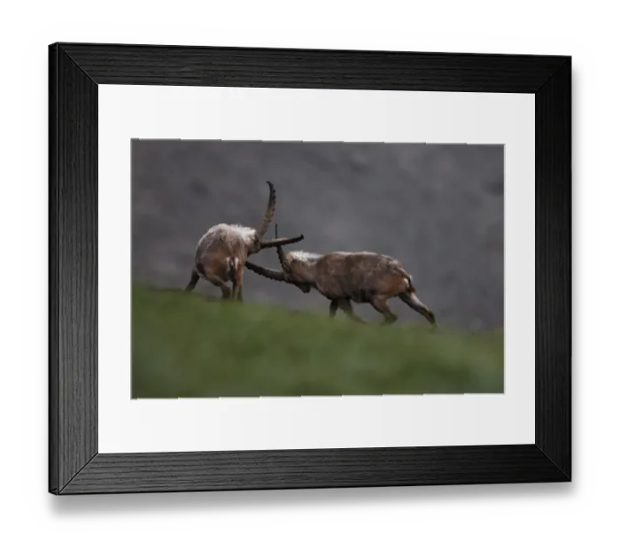Framed Print : Alpine ibex (Capra ibex ibex) fighting, Hohe Tauern National Park, Austria, July 2008
