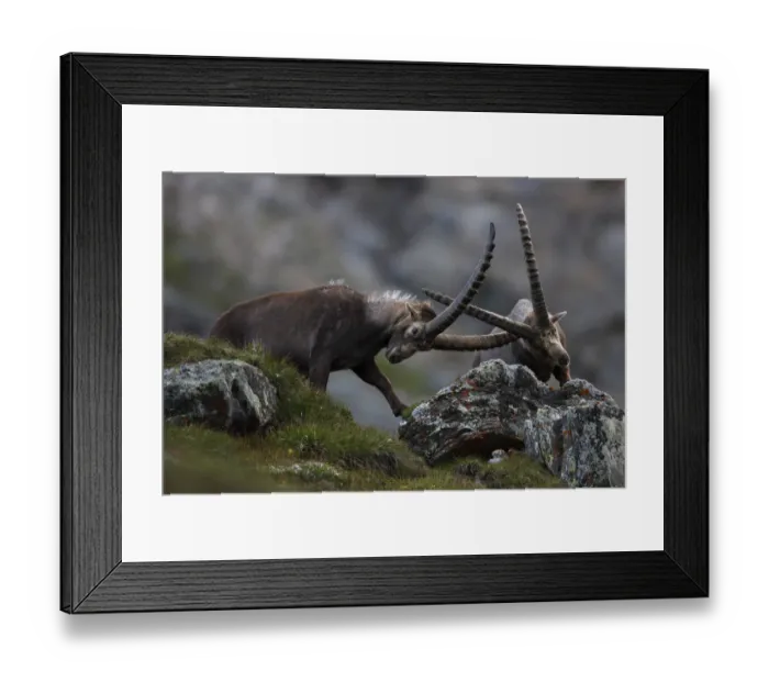 Framed Print : Alpine ibex (Capra ibex ibex) fighting, Hohe Tauern National Park, Austria, July 2008