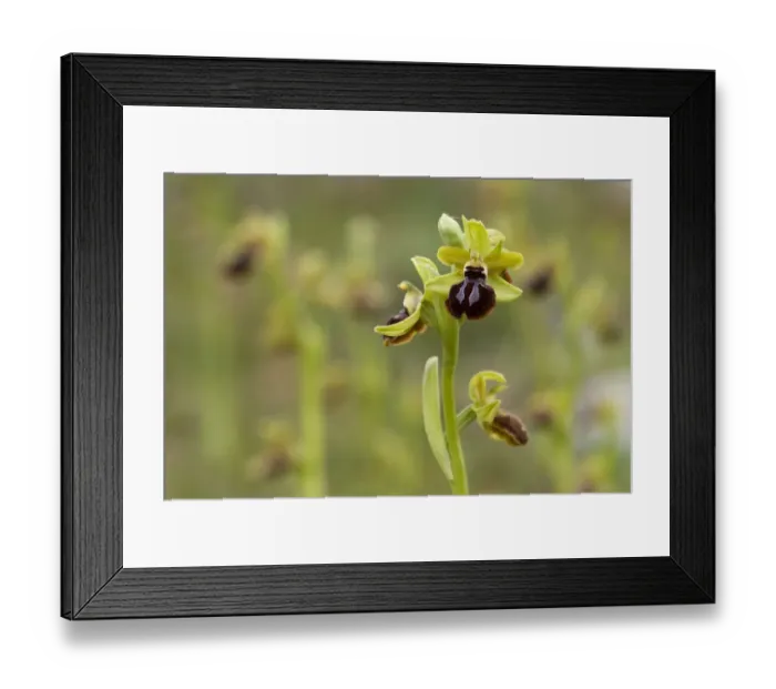 Framed Print : Gargano ophrys (Ophrys garganica) Gargano National Park, Gargano Peninsula, Apulia Framed Print : Gargano ophrys (Ophrys garganica) Gargano National Park, Gargano Peninsula, Apulia