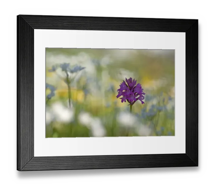 Framed Print : Pyramidal orchid (Anacamptis pyramidalis) in flower surrounded by Naples Garlic Framed Print : Pyramidal orchid (Anacamptis pyramidalis) in flower surrounded by Naples Garlic
