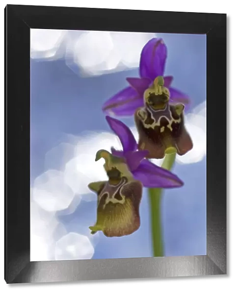 Orchid (Ophrys apulica) flower abstract, Vieste, Gargano National Park, Gargano Peninsula