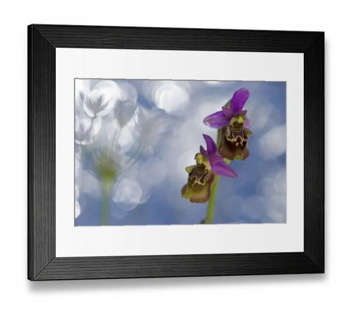 Framed Print : Orchid (Ophrys apulica) flower abstract, Vieste, Gargano National Park, Gargano Peninsula Framed Print : Orchid (Ophrys apulica) flower abstract, Vieste, Gargano National Park, Gargano Peninsula