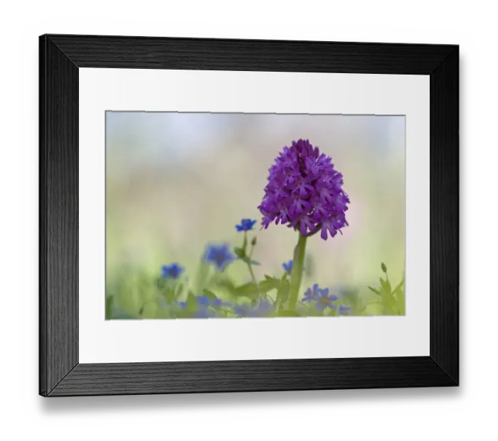 Framed Print : Pyramidal orchid (Anacamptis pyramidalis) flower, Vieste, Gargano National Park, Gargano Peninsula Framed Print : Pyramidal orchid (Anacamptis pyramidalis) flower, Vieste, Gargano National Park, Gargano Peninsula