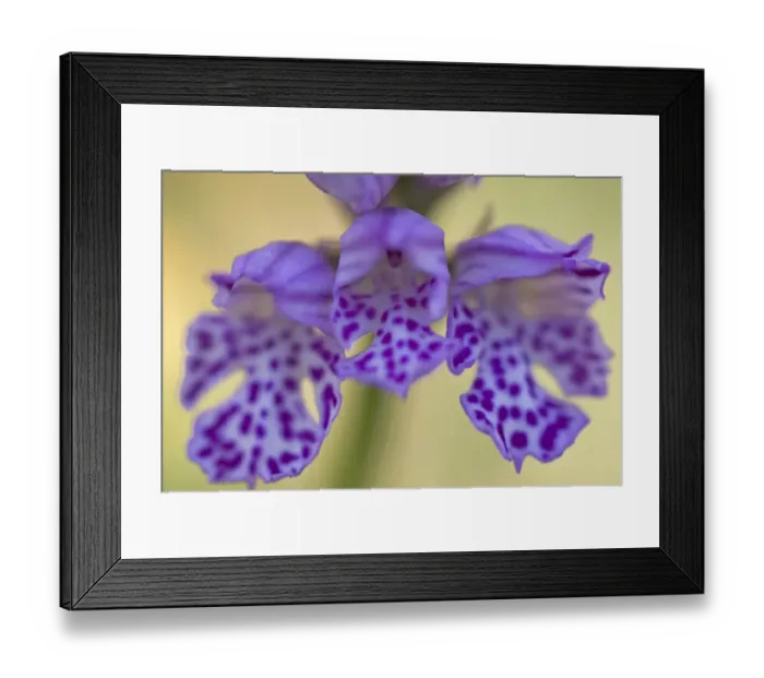 Framed Print : Three toothed orchid (Neotinea / Neotinea tridentata) flower, Gargano National Park Framed Print : Three toothed orchid (Neotinea / Neotinea tridentata) flower, Gargano National Park