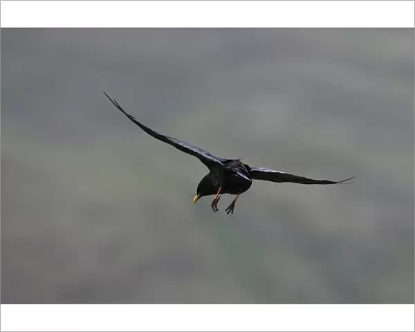 Alpine chough (Pyrrhocorax graculus) in flight with feet stretched out, Hohe Tauern National Park