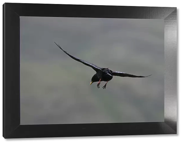 Alpine chough (Pyrrhocorax graculus) in flight with feet stretched out, Hohe Tauern National Park