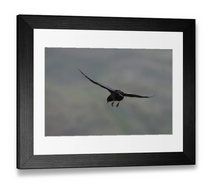 Framed Print : Alpine chough (Pyrrhocorax graculus) in flight with feet stretched out, Hohe Tauern National Park