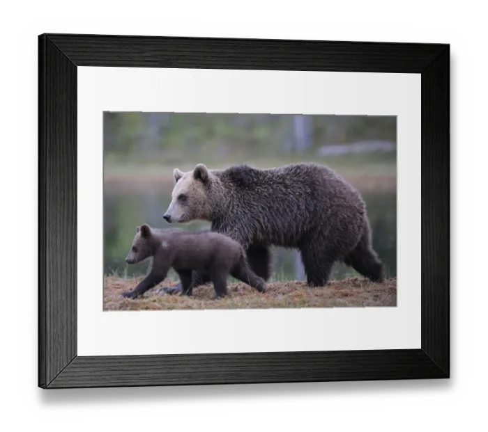 Framed Print : RF- Eurasian brown bear (Ursus arctos) mother walking with cub, Suomussalmi, Finland Framed Print : RF- Eurasian brown bear (Ursus arctos) mother walking with cub, Suomussalmi, Finland