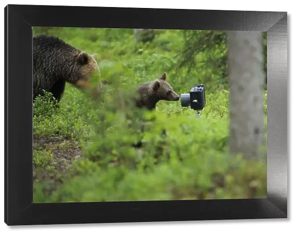 Eurasian brown bear (Ursus arctos) mother with cub investigating camera, Suomussalmi