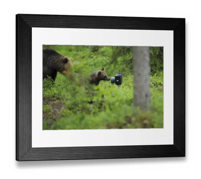 Framed Print : Eurasian brown bear (Ursus arctos) mother with cub investigating camera, Suomussalmi