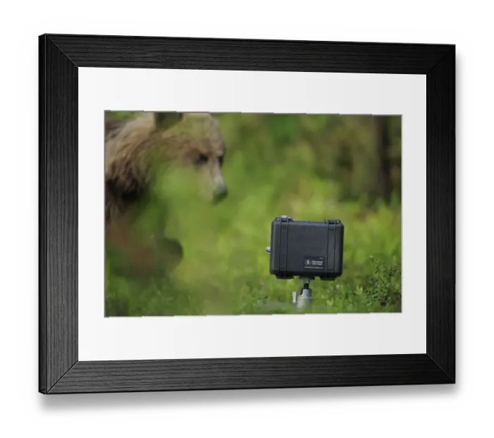 Framed Print : Eurasian brown bear (Ursus arctos) looking at camera in protective case, Suomussalmi Framed Print : Eurasian brown bear (Ursus arctos) looking at camera in protective case, Suomussalmi