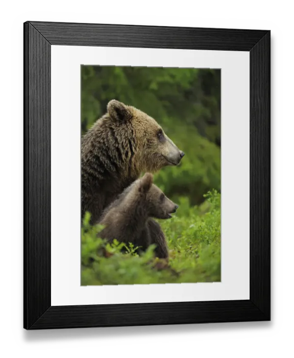 Framed Print : Eurasian brown bear (Ursus arctos) mother and cub, Suomussalmi, Finland, July 2008 Framed Print : Eurasian brown bear (Ursus arctos) mother and cub, Suomussalmi, Finland, July 2008
