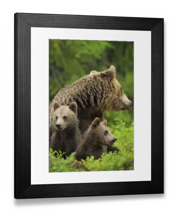 Framed Print : Eurasian brown bear (Ursus arctos) mother with two cubs, Suomussalmi, Finland, July 2008 Framed Print : Eurasian brown bear (Ursus arctos) mother with two cubs, Suomussalmi, Finland, July 2008