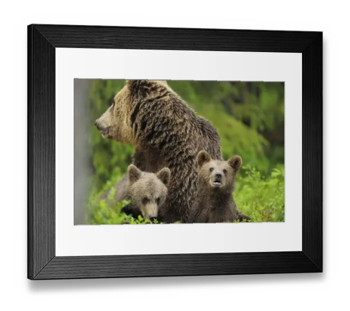 Framed Print : Eurasian brown bear (Ursus arctos) mother with two cubs, Suomussalmi, Finland, July 2008 Framed Print : Eurasian brown bear (Ursus arctos) mother with two cubs, Suomussalmi, Finland, July 2008