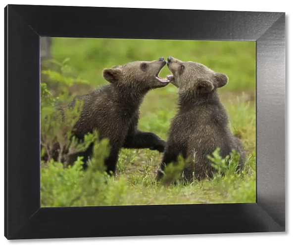 Eurasian brown bear (Ursus arctos) cubs mouthing while playing, Suomussalmi, Finland