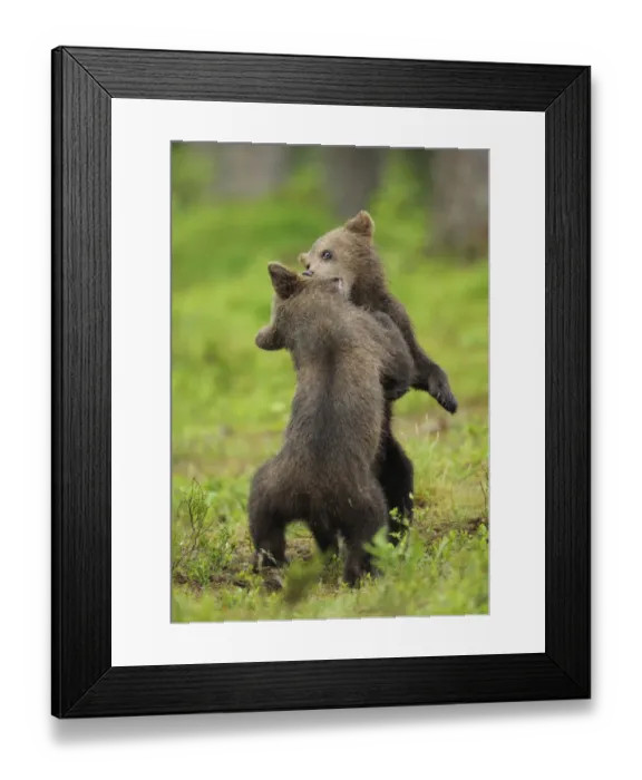 Framed Print : Eurasian brown bear (Ursus arctos) cubs fighting while playing, Suomussalmi, Finland Framed Print : Eurasian brown bear (Ursus arctos) cubs fighting while playing, Suomussalmi, Finland