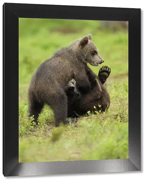 Eurasian brown bear (Ursus arctos) cubs fighting while playing, Suomussalmi, Finland