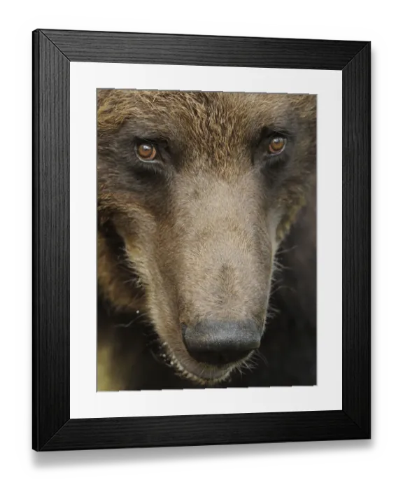 Framed Print : RF- Eurasian brown bear (Ursus arctos) close-up of face, Suomussalmi, Finland. July Framed Print : RF- Eurasian brown bear (Ursus arctos) close-up of face, Suomussalmi, Finland. July