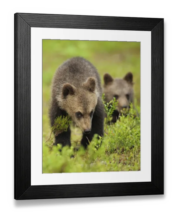 Framed Print : Two Eurasian brown bear (Ursus arctos) cubs, Suomussalmi, Finland, July 2008 Framed Print : Two Eurasian brown bear (Ursus arctos) cubs, Suomussalmi, Finland, July 2008