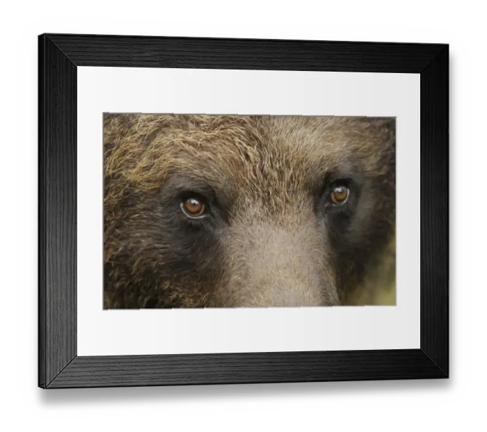 Framed Print : Eurasian brown bear (Ursus arctos) close-up of face, Suomussalmi, Finland, July 2008 Framed Print : Eurasian brown bear (Ursus arctos) close-up of face, Suomussalmi, Finland, July 2008