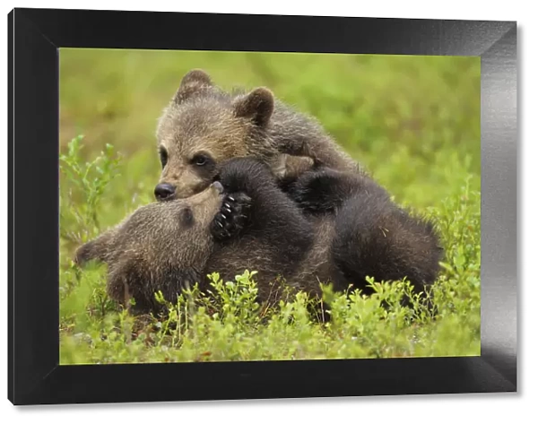 RF- Two Eurasian brown bear (Ursus arctos) cubs play fighting, Suomussalmi, Finland. July