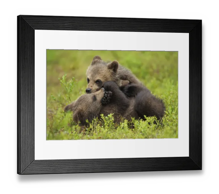 Framed Print : RF- Two Eurasian brown bear (Ursus arctos) cubs play fighting, Suomussalmi, Finland. July Framed Print : RF- Two Eurasian brown bear (Ursus arctos) cubs play fighting, Suomussalmi, Finland. July
