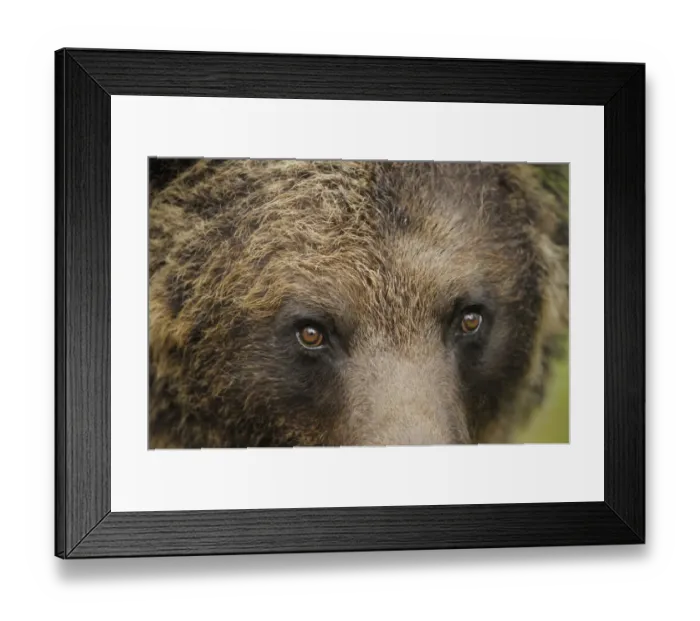 Framed Print : Eurasian brown bear (Ursus arctos) close-up of face, Suomussalmi, Finland, July 2008 Framed Print : Eurasian brown bear (Ursus arctos) close-up of face, Suomussalmi, Finland, July 2008