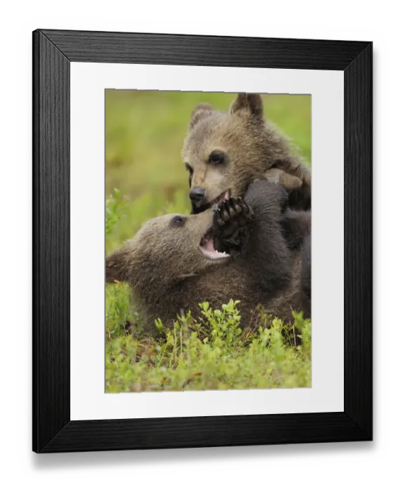 Framed Print : Two Eurasian brown bear (Ursus arctos) cubs fighting, Suomussalmi, Finland, July 2008 Framed Print : Two Eurasian brown bear (Ursus arctos) cubs fighting, Suomussalmi, Finland, July 2008
