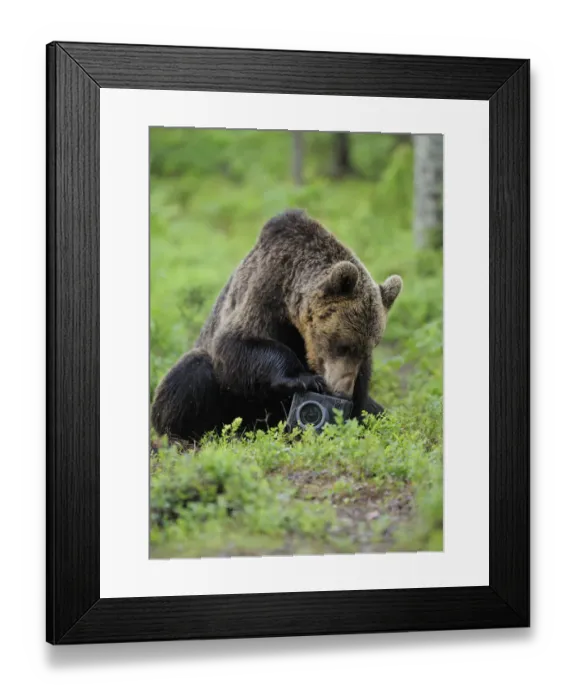 Framed Print : Eurasian brown bear (Ursus arctos) investigating camera, Suomussalmi, Finland, July 2008 Framed Print : Eurasian brown bear (Ursus arctos) investigating camera, Suomussalmi, Finland, July 2008