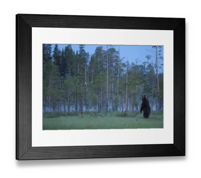 Framed Print : Eurasian brown bear (Ursus arctos) standing, Kuhmo, Finland, July 2008 Framed Print : Eurasian brown bear (Ursus arctos) standing, Kuhmo, Finland, July 2008