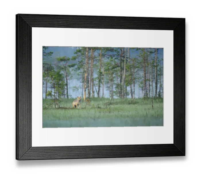 Framed Print : Wild European Grey wolf (Canis lupus) Kuhmo, Finland, July 2008 Framed Print : Wild European Grey wolf (Canis lupus) Kuhmo, Finland, July 2008