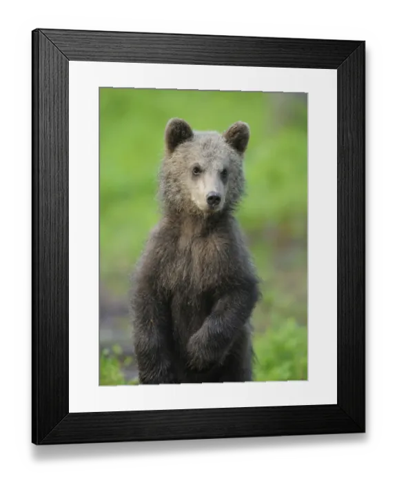 Framed Print : Eurasian brown bear (Ursus arctos) cub portrait, Suomussalmi, Finland, July 2008 Framed Print : Eurasian brown bear (Ursus arctos) cub portrait, Suomussalmi, Finland, July 2008