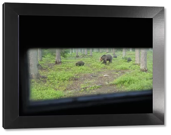 Eurasian brown bear (Ursus arctos) mother with three cubs viewed from a hide, Suomussalmi