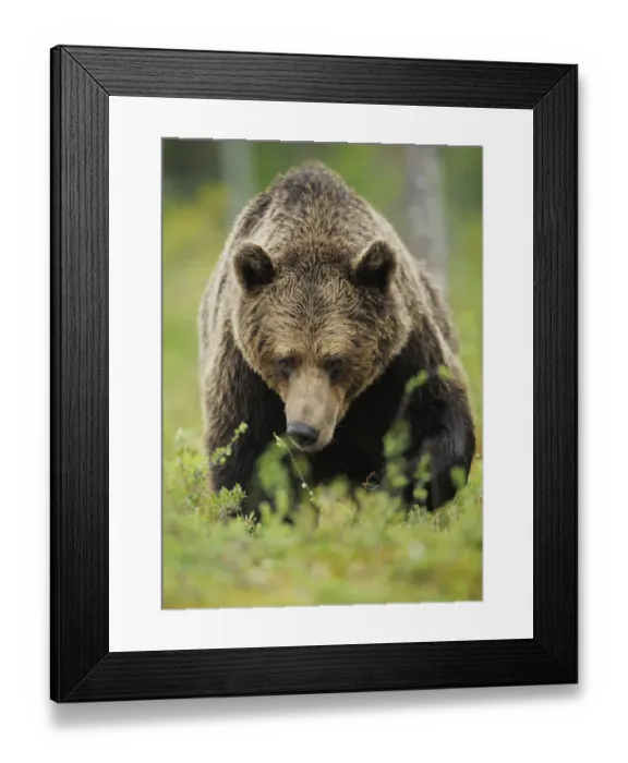Framed Print : Eurasian brown bear (Ursus arctos) Suomussalmi, Finland, July 2008 Framed Print : Eurasian brown bear (Ursus arctos) Suomussalmi, Finland, July 2008