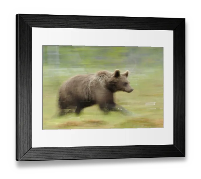 Framed Print : Eurasian brown bear (Ursus arctos) running, Suomussalmi, Finland, July 2008 Framed Print : Eurasian brown bear (Ursus arctos) running, Suomussalmi, Finland, July 2008