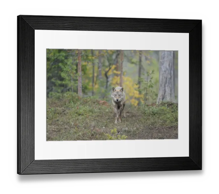 Framed Print : Wild European Grey wolf (Canis lupus) Kuhmo, Finland, September 2008 Framed Print : Wild European Grey wolf (Canis lupus) Kuhmo, Finland, September 2008