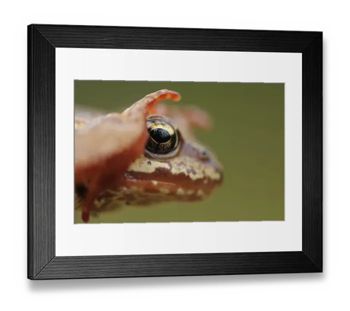 Framed Print : Common frog (Rana temporaria) head, Yli-Vuoki old forest reserve, Suomussalmi, Finland