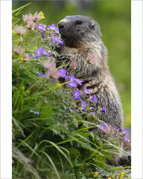 Alpine marmot (Marmota marmota) feeding on flowers, Hohe Tauern National Park, Austria