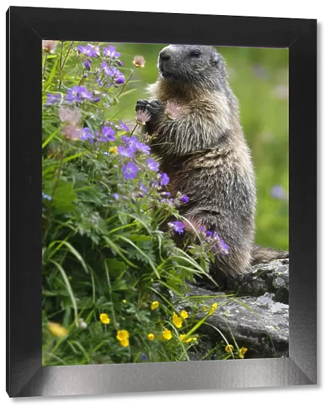 Alpine marmot (Marmota marmota) standing on hind legs feeding on flowers, Hohe Tauern National Park