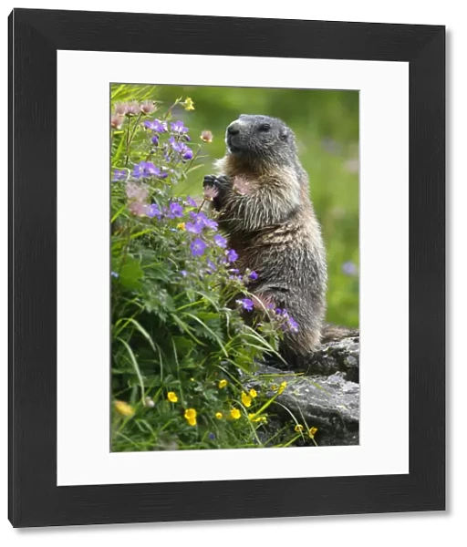 Alpine marmot (Marmota marmota) standing on hind legs feeding on flowers, Hohe Tauern National Park