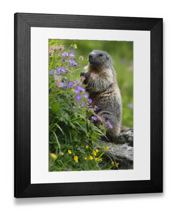 Framed Print : Alpine marmot (Marmota marmota) standing on hind legs feeding on flowers, Hohe Tauern National Park Framed Print : Alpine marmot (Marmota marmota) standing on hind legs feeding on flowers, Hohe Tauern National Park