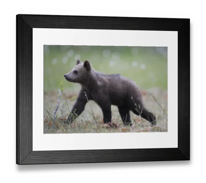 Framed Print : Eurasian brown bear (Ursus arctos) cub walking, Suomussalmi, Finland, July 2008 Framed Print : Eurasian brown bear (Ursus arctos) cub walking, Suomussalmi, Finland, July 2008