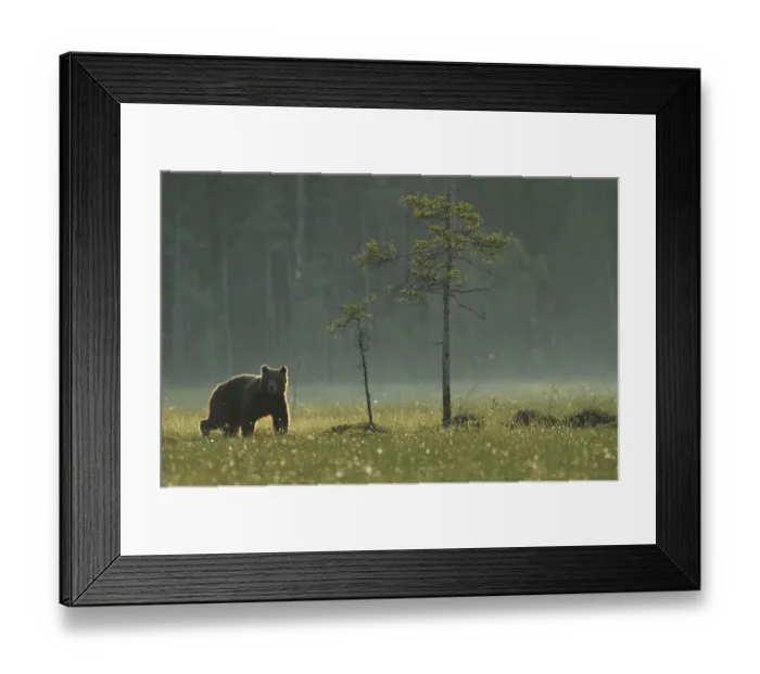 Framed Print : Eurasian brown bear (Ursus arctos) in early evening, Kuhmo, Finland, July 2008