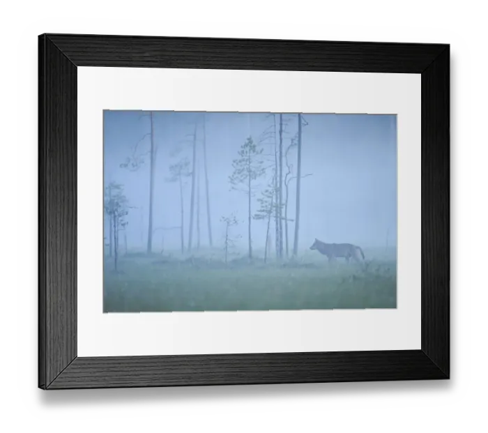 Framed Print : Wild European Grey wolf (Canis lupus) silhoutted in mist, Kuhmo, Finland, July 2008