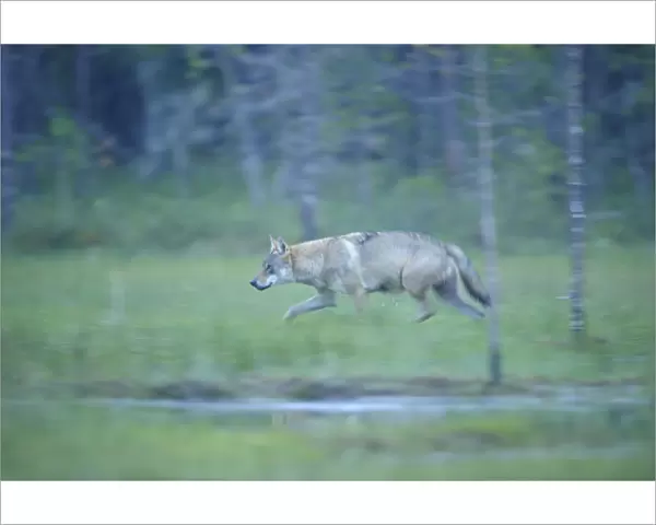 Wild European Grey wolf (Canis lupus) walking, Kuhmo, Finland, July 2008