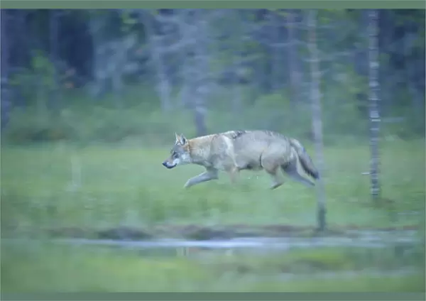 Wild European Grey wolf (Canis lupus) walking, Kuhmo, Finland, July 2008