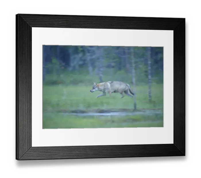 Framed Print : Wild European Grey wolf (Canis lupus) walking, Kuhmo, Finland, July 2008 Framed Print : Wild European Grey wolf (Canis lupus) walking, Kuhmo, Finland, July 2008