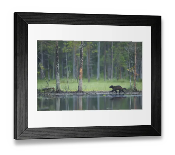 Framed Print : Wild Eurasian wolverine (Gulo gulo) walking along waters edge, Kuhmo, Finland, July 2008 Framed Print : Wild Eurasian wolverine (Gulo gulo) walking along waters edge, Kuhmo, Finland, July 2008