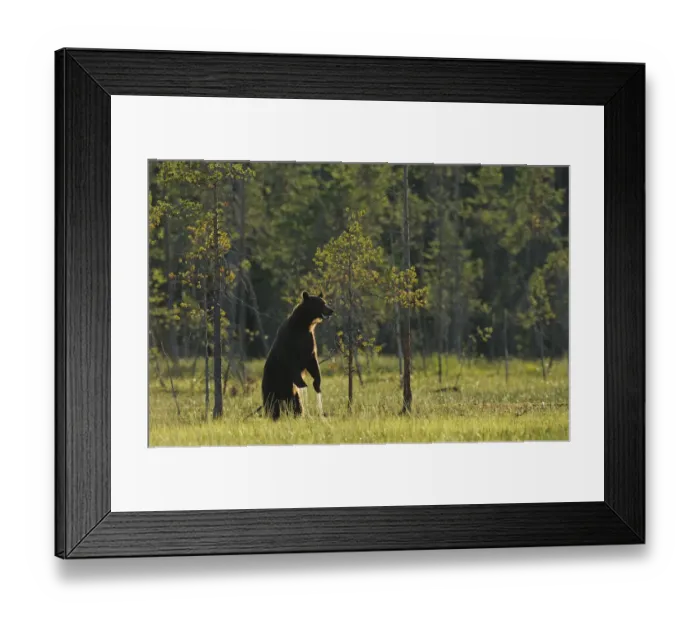 Framed Print : Eurasian brown bear (Ursus arctos) standing with water dripping from its paws, Kuhmo Framed Print : Eurasian brown bear (Ursus arctos) standing with water dripping from its paws, Kuhmo