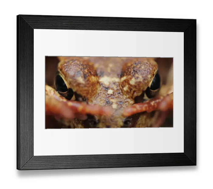 Framed Print : Common frog (Rana temporaria) close-up, Yli-Vuoki old forest reserve, Suomussalmi